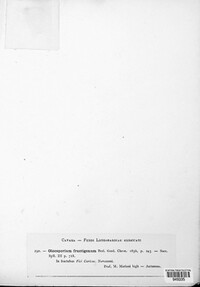 Colletotrichum gloeosporioides image